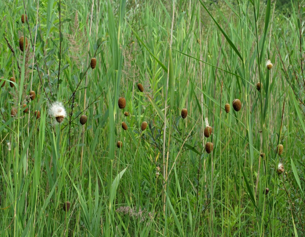 Typha minima